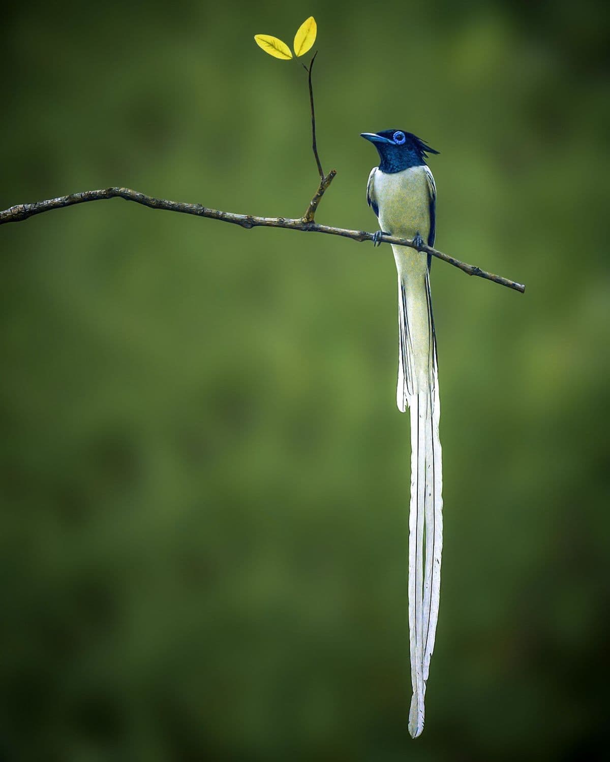 The Indian Paradise Flycatcher, one of Kabini’s Avian Wonders