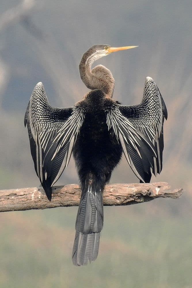 The Oriental Darter or Snake Bird perched on a log drying its wings