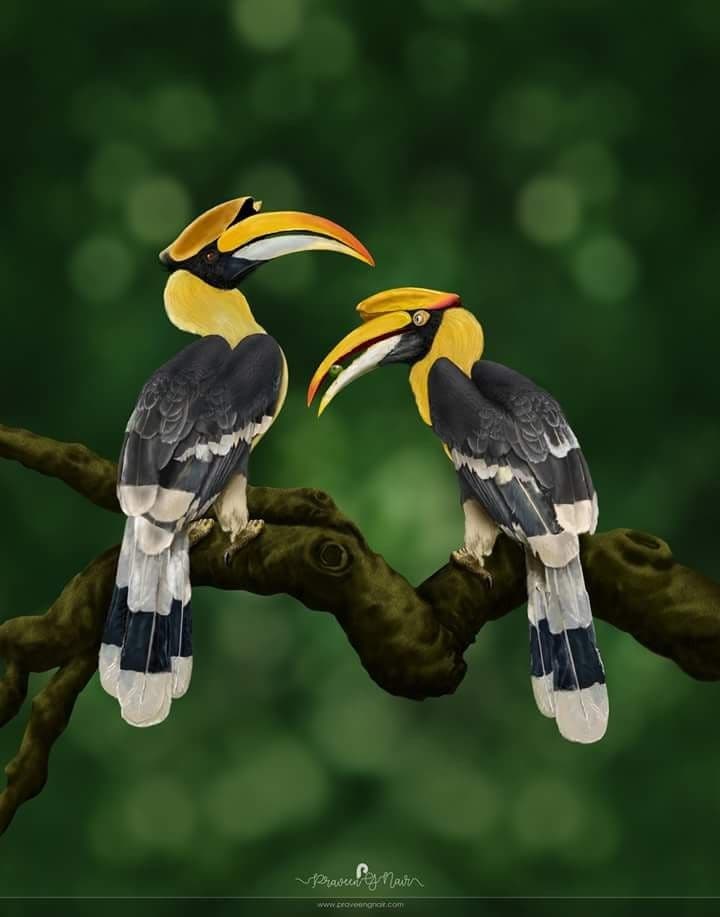 The Malabar Pied Hornbill displaying its massive yellow bill and casque