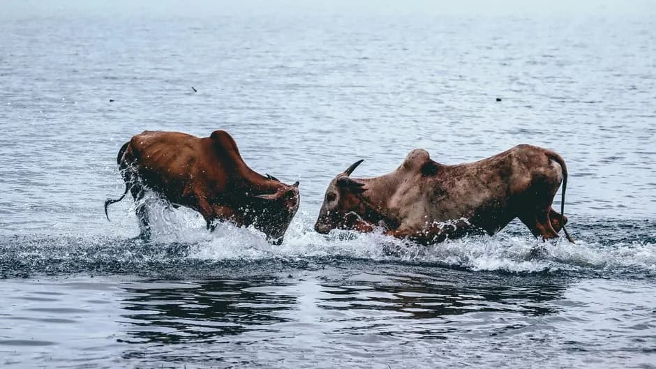 Jungle safari jeep on a forest trail near Nagarhole Tiger Reserve, Kabini, Karnataka