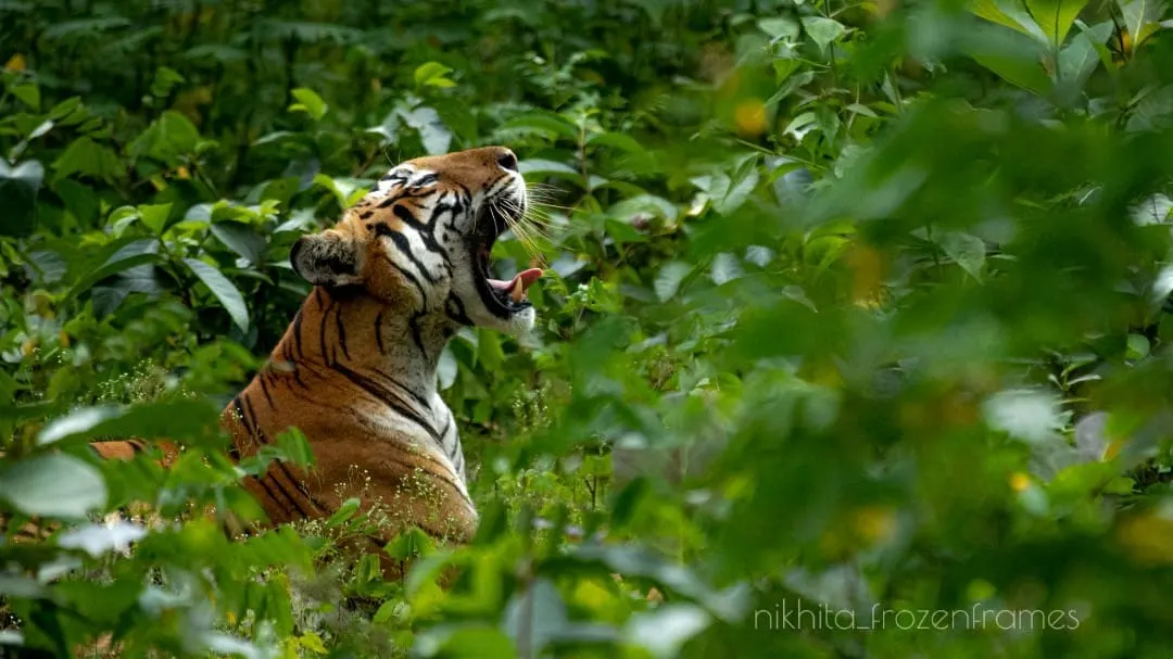 Tiger sighting at Nagarhole Jungle Safari near Kabini