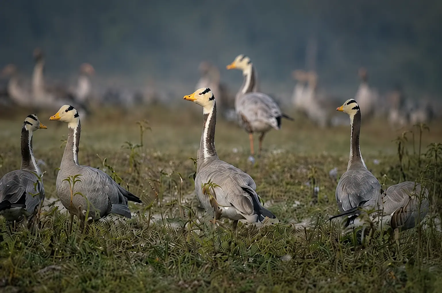 Birdwatching at Kabini with waterbirds near the backwaters