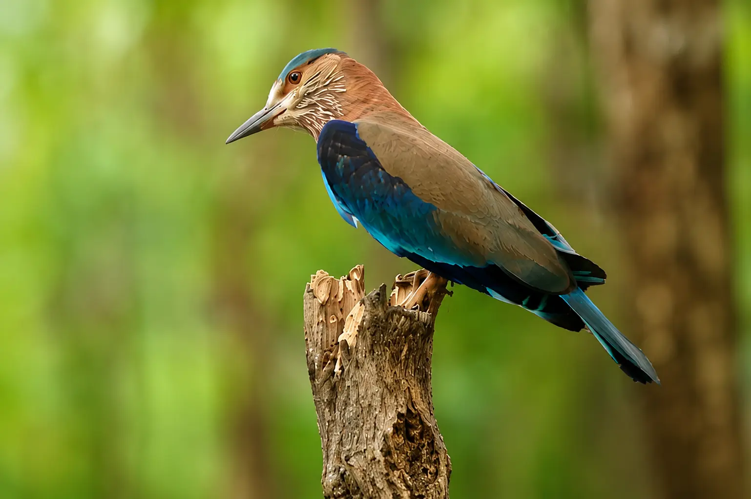 Indian Roller photographed at Kabini Kaanana